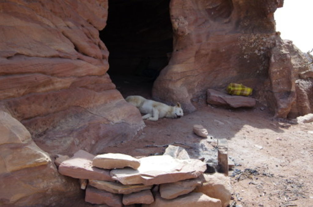 Fig 12: Our dig dog guarding the entrance of the cave on Umm el-Biyara like a Cerberus.