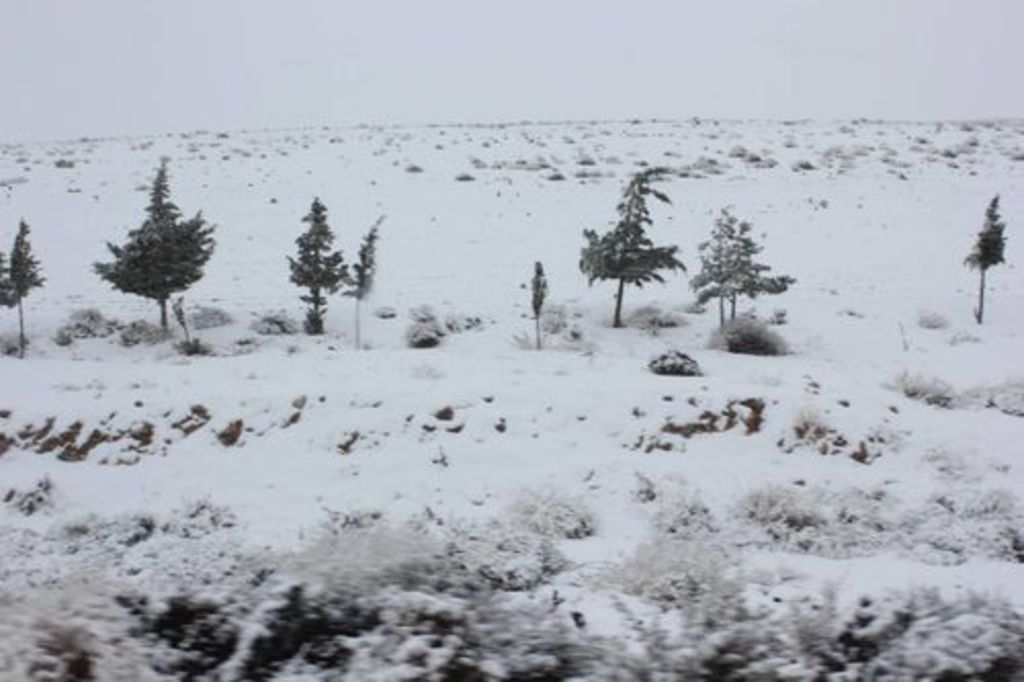Snow-covered trees near Shobak on March 15th 2014