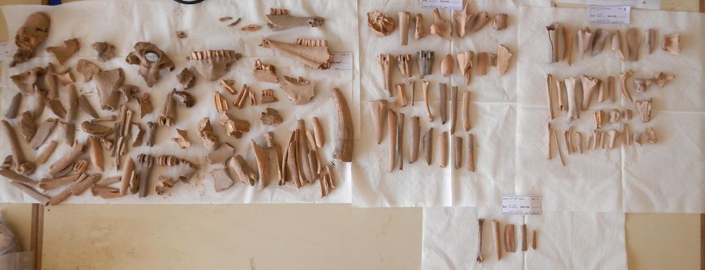 Fig. 13: ST 19, selection of bones from the oven (photo: S. G. Schmid)