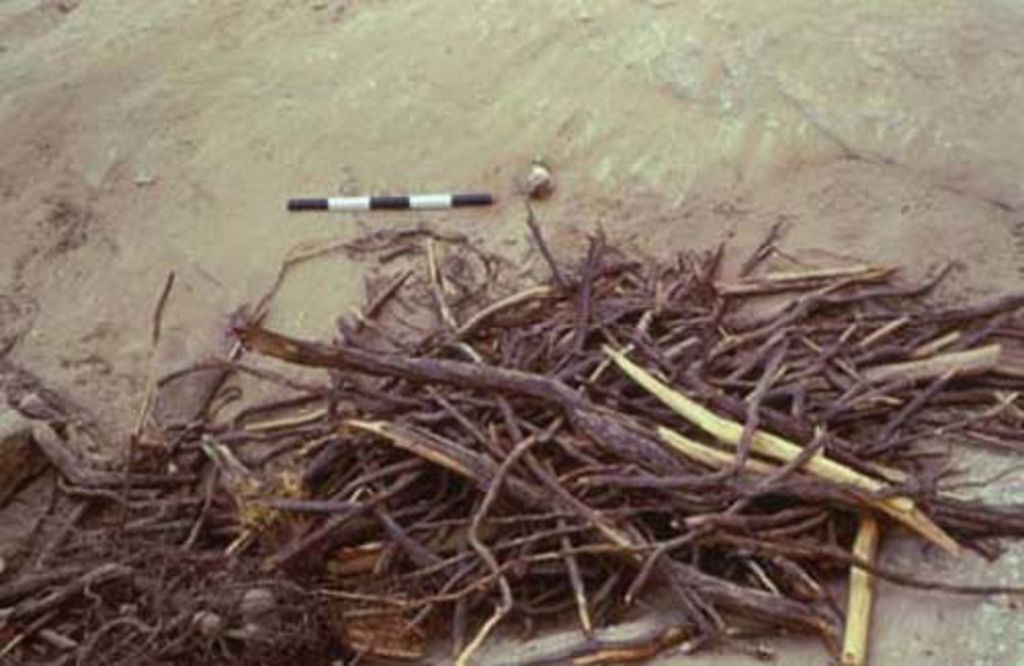 Fig. 15: Roots of plants growing in water channel on fig. 14 (photo: S. G. Schmid)