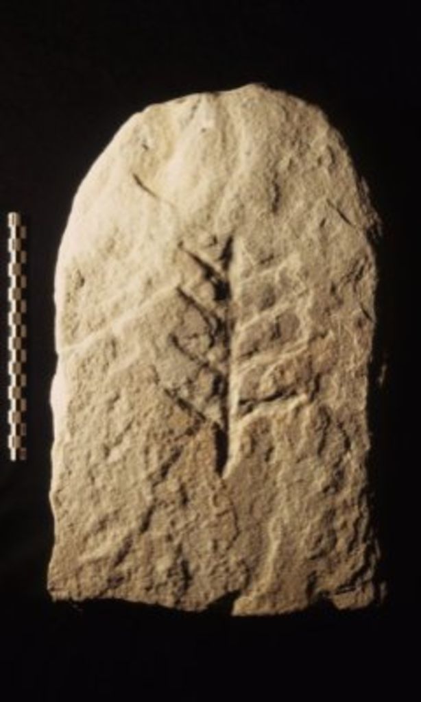 Fig. 34: Upper terrace, Medieval tomb stone with tree of life from trench 5 (photo: S. G. Schmid)