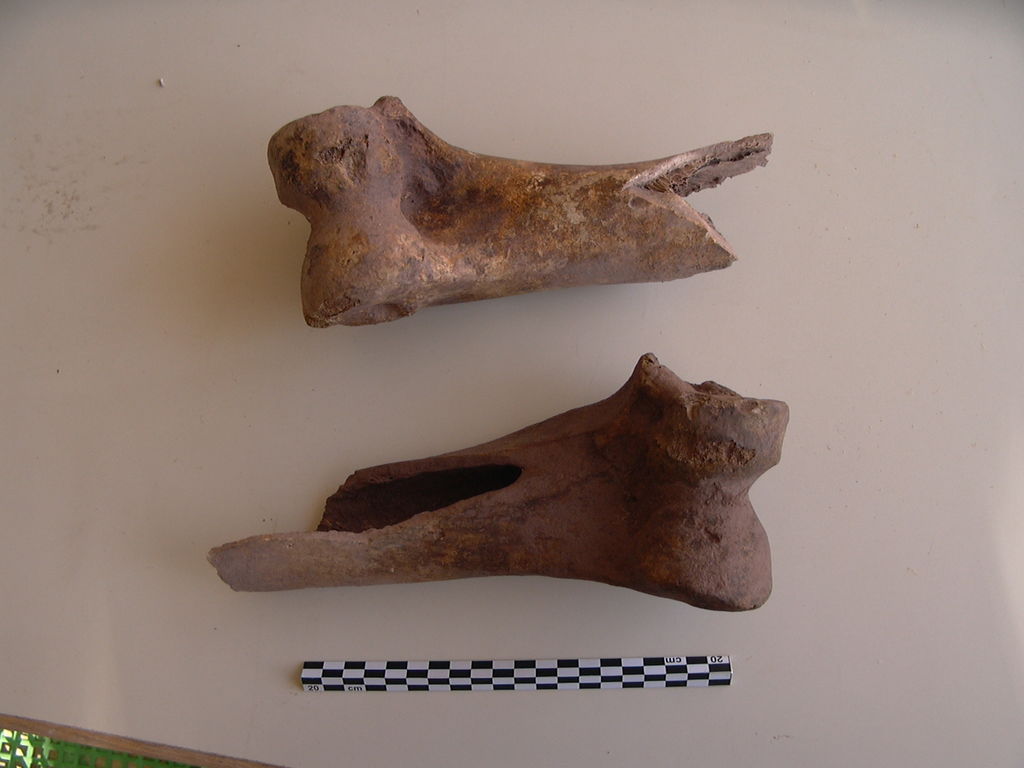 Fig. 5: Camel bones from cistern on figs. 2 and 3 (photo: S. G. Schmid)